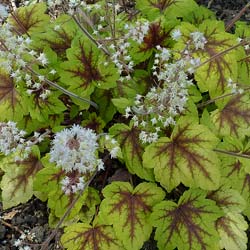 Heuchera Stoplight